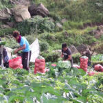 706654744vegetables-farming