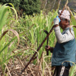 सखर बनाउन व्यस्त पाँचथरका किसान cane