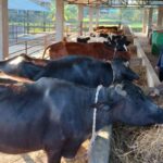 farm-buffalo-cow-768x384