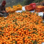 orange-(1)