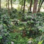Coffee-Kheti-Taplejung
