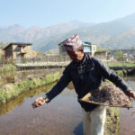 Marshi-Dhan-Photo-netra-shahi-jumla