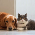 dog-cat-1743863059