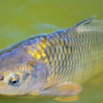 fish-zone-original