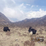 Yak