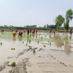 बारामा चैते धानमा किसानको आकर्षक बढ्दै : उत्पादन क्षेत्रफलपनि बढ्यो dhaan
