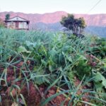 लसुनमय कर्णालीको लेहडागाउँ Gau