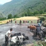 ropaie,-humla-Rajan