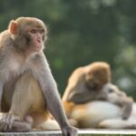 अर्घाखाँचीमा ‘बाँदर हेरालु’ का लागि दरखास्त आह्वान