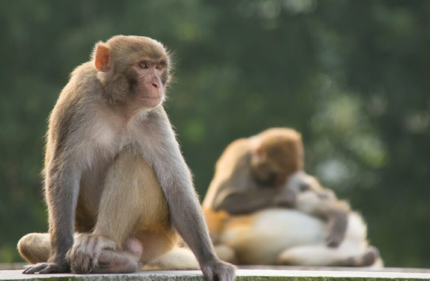 अर्घाखाँचीमा ‘बाँदर हेरालु’ का लागि दरखास्त आह्वान
