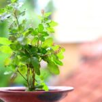 आज हरिशयनी एकादशी : तुलसीका बिरुवा सारिंदै