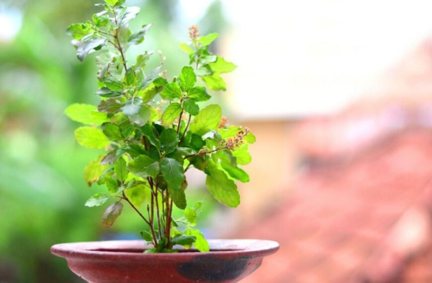 आज हरिशयनी एकादशी : तुलसीका बिरुवा सारिंदै