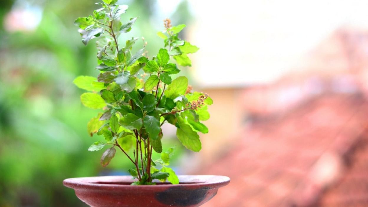आज हरिशयनी एकादशी : तुलसीका बिरुवा सारिंदै
